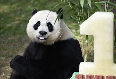 Va&scaron;ingtono zoologijos sodas &scaron;venčia pandos gimtadienį