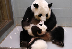 Didžiosios pandos jaunikliai