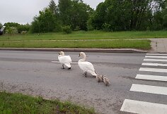 Klaipėdoje eismą sutrikdė gulbės.