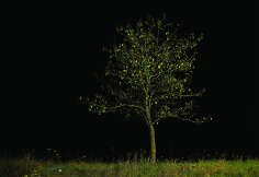 Pasivaikščiojimas heterotopija. Medis Nr. 5