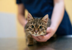 PetCity katė