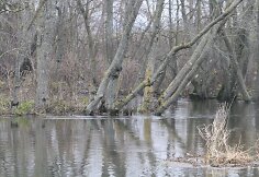 Kruoja