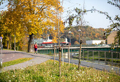 Vilniaus medžiai – ir gražūs, ir nuskurdę