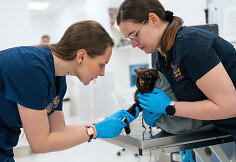 PetCity veterinarai