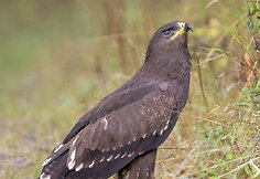 Mažasis erelis rėksnys