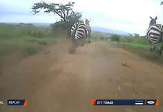 Į trasą prie&scaron; pat O.Tanaką i&scaron;bėgę zebrai