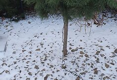 Sugadintos Kalėdinės dekoracijos