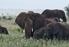 Viktorijos įspūdžiai iš safarių Afrikoje