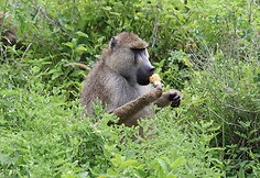 Viktorijos įspūdžiai iš safarių Afrikoje