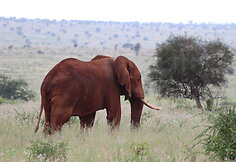 Viktorijos įspūdžiai iš safarių Afrikoje