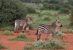 Viktorijos įspūdžiai iš safarių Afrikoje