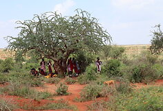 Viktorijos įspūdžiai iš safarių Afrikoje
