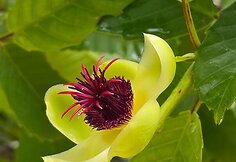 Borneo, Malaizija