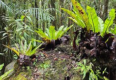 Paparčiai Kinabalu parke, Borneo, Malaizija