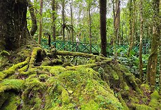 Kinabalu papėdėje, Borneo, Malaizija