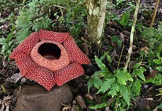 Raflezija, Borneo, Malaizija