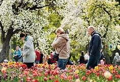 Burbiškio dvaro festivalis „Tulpių žydėjimo šventė“