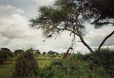 Tanzanija
