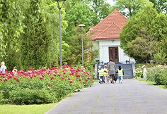 Bijūnai VDU Botanikos sode
