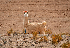 Lama, Bolivija