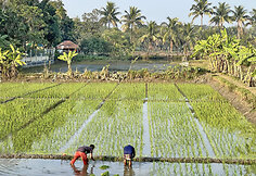 Įprastas Banglade&scaron;o kaimo peizažas &ndash; žaliuojantys ryžių laukai, bananai, palmės