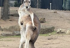 Sidnėjus, Australija
