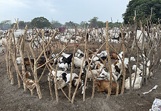 Mundari gentis, Pietų Sudanas