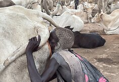 Mundari gentis, Pietų Sudanas