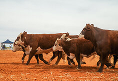 Rodeo Vait Klifse, Pietų Australija