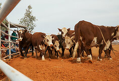 Rodeo Vait Klifse, Pietų Australija