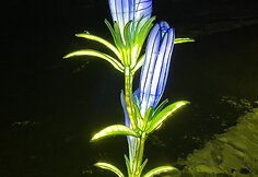 Siauralapis gencijonas