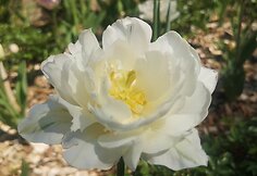 Ilzenbergo dvaro žiedai