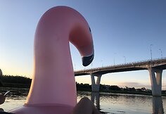 Dviejų draugų kelionė pripučiamu flamingu