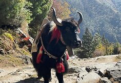 Įspūdžiai iš Nepalo