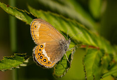 Rudakis satyriukas 
