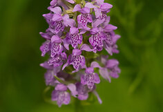 Baltijinė gegūnė 