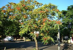 Dangaus medis (Ailanthus altisima)