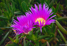 Katės nagai (Carpobrotus edulis)