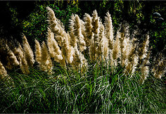 Daugiametė nendrė (Arundo donax)