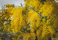 Mimoza arba prancūziška akacija (Acacia dealbata)