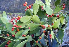 Kaktusas (Opuntia ficus-indica)