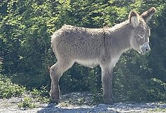 Žanetos įspūdžiai i&scaron; Grand Terko salos