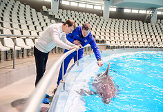 Petras Kazlauskas Klaipėdos delfinariume