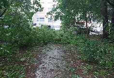 Vilniaus Lazdynų mikrorajone audra pridarė žalos: ant daugiabučio užvirto medis