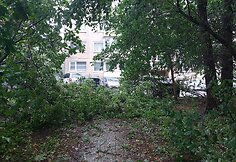 Vilniaus Lazdynų mikrorajone audra pridarė žalos: ant daugiabučio užvirto medis