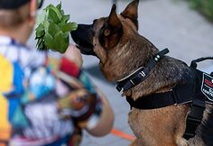 Gineso svajonių žygis