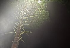 Kontrabandiniai balionai