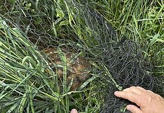 Į pagalbą pasitelkę dronus ir &scaron;unis medžiotojai i&scaron;gelbėjo du &scaron;imtus stirnų jauniklių