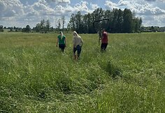 Į pagalbą pasitelkę dronus ir &scaron;unis medžiotojai i&scaron;gelbėjo du &scaron;imtus stirnų jauniklių