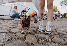 Festivaliui pasiruo&scaron;ė ir keturkojai lankytojai.